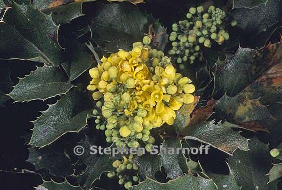 berberis aquifolium var aquifolium 3 graphic